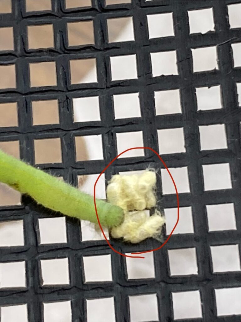 寄生されたモンシロチョウの幼虫