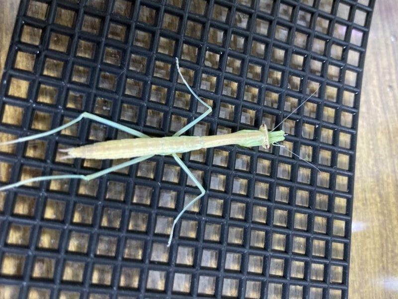 脱皮後のカマキリ