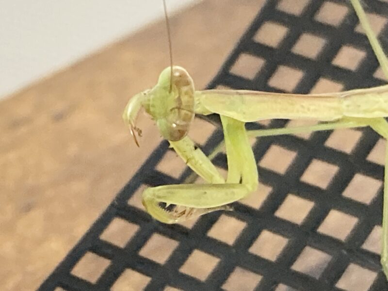 カマキリのポーズ