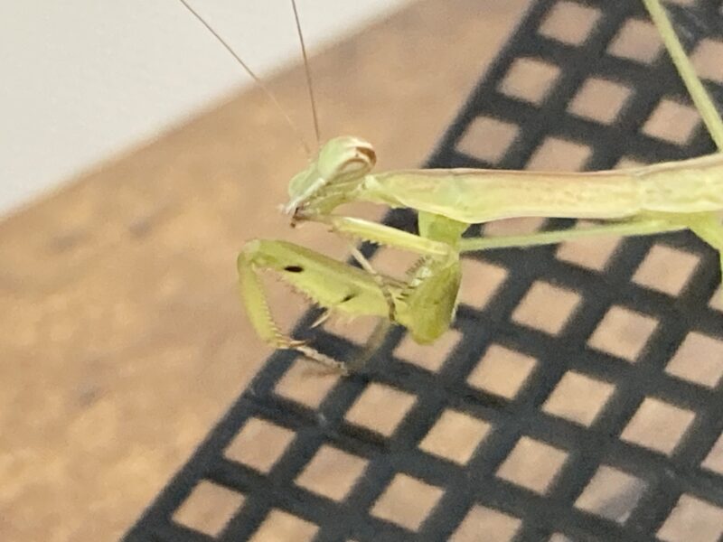 カマキリのポーズ