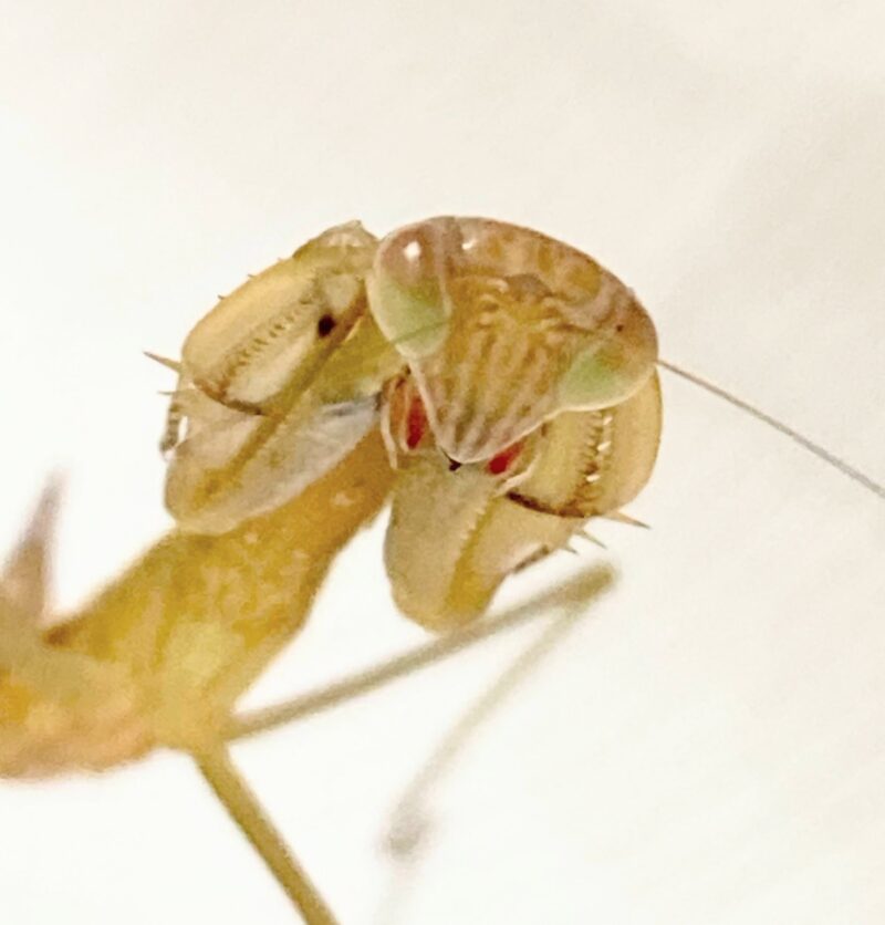 怒っているカマキリ