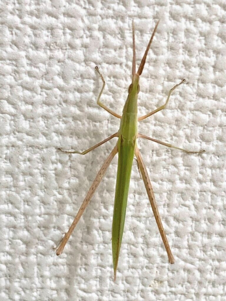 ショウリョウバッタの成虫