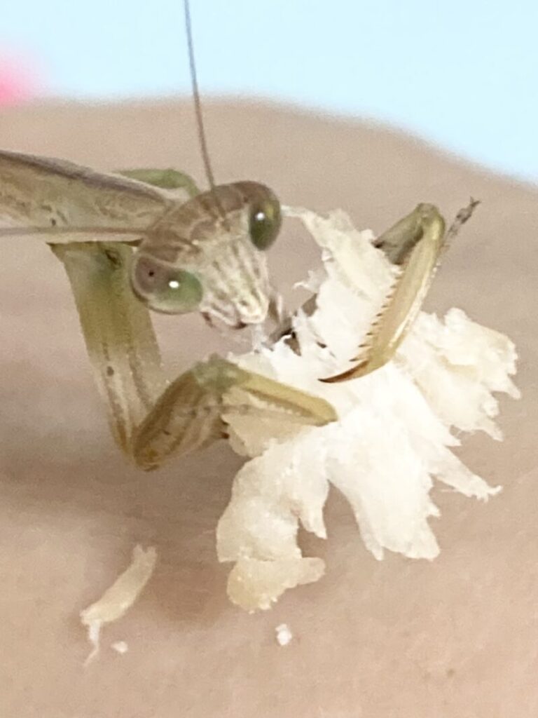 鶏肉を食べているカマキリ