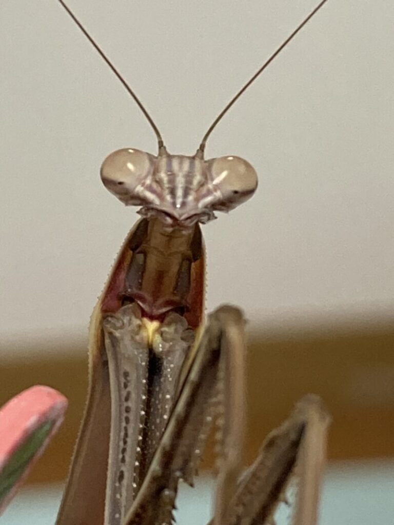 カマキリの顔