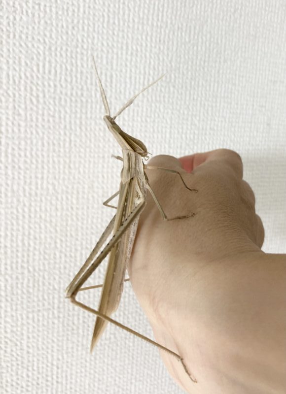 ショウリョウバッタメスの成虫