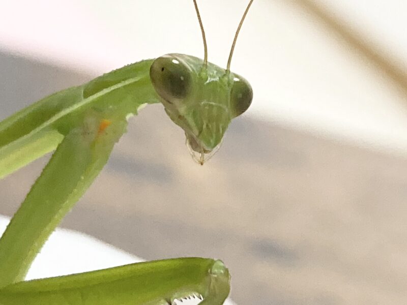 チョウセンカマキリ