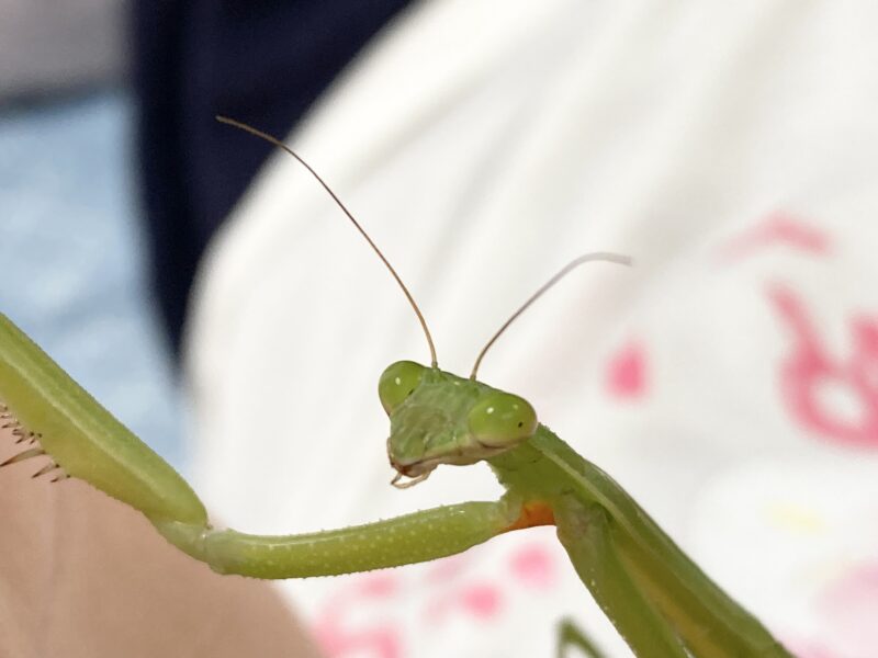 チョウセンカマキリ