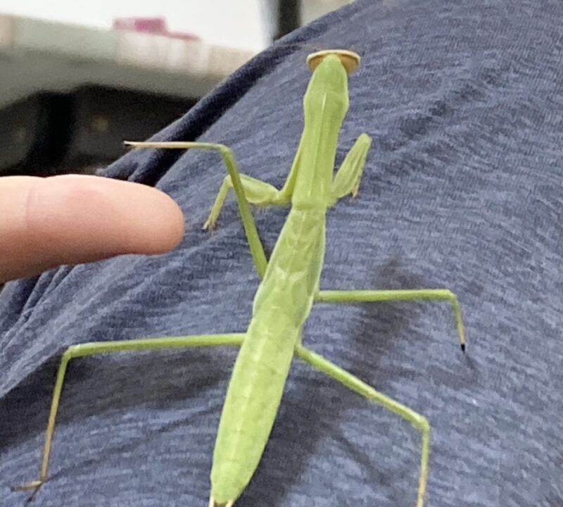 チョウセンカマキリ