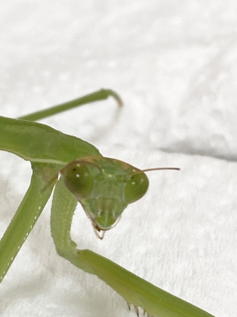 チョウセンカマキリ