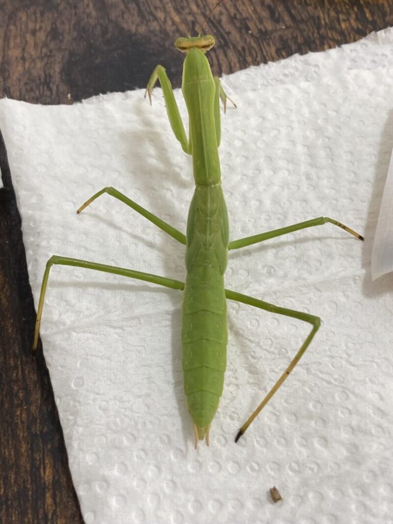 チョウセンカマキリ