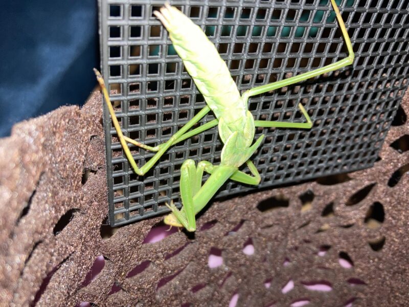 チョウセンカマキリ羽化前