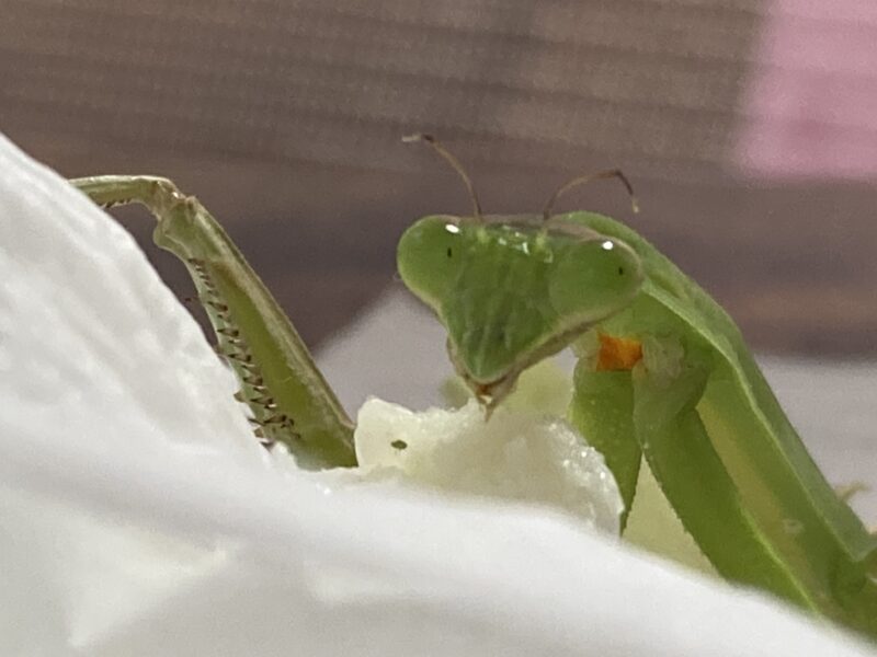 チョウセンカマキリ羽化後