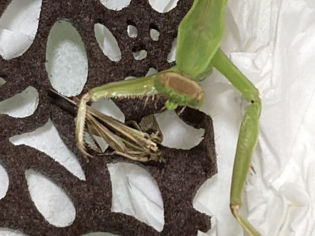 バッタを食べるチョウセンカマキリ