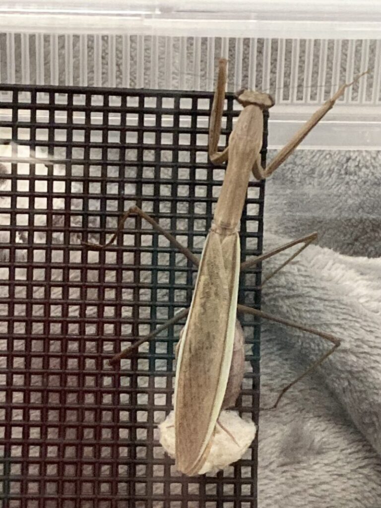 オオカマキリの産卵(3回目)