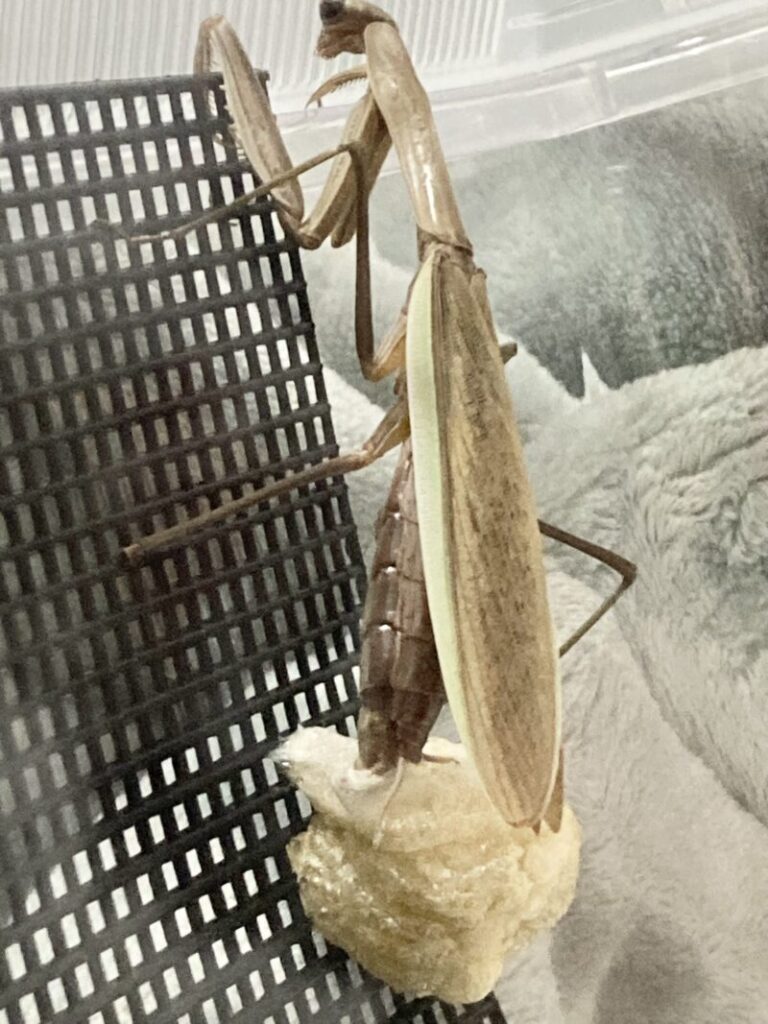オオカマキリの産卵(3回目)