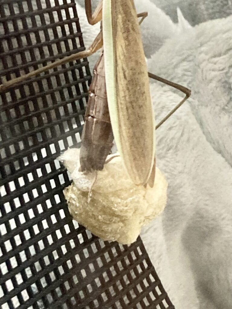 オオカマキリの産卵(3回目)