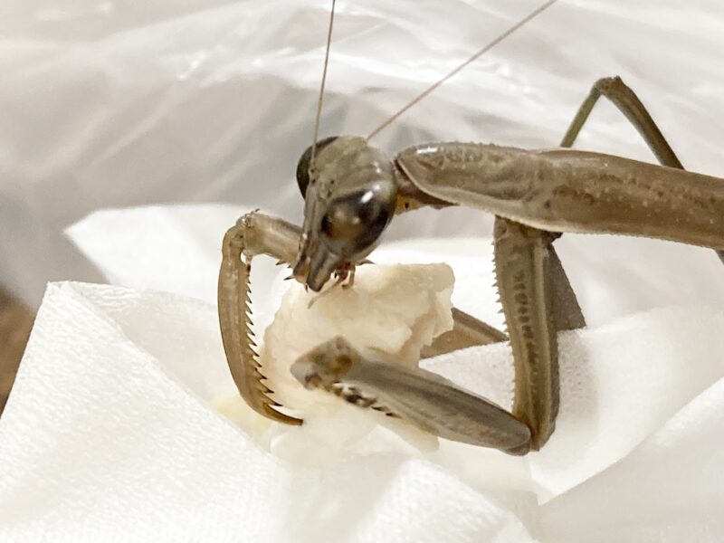 産卵翌日食事中のオオカマキリ