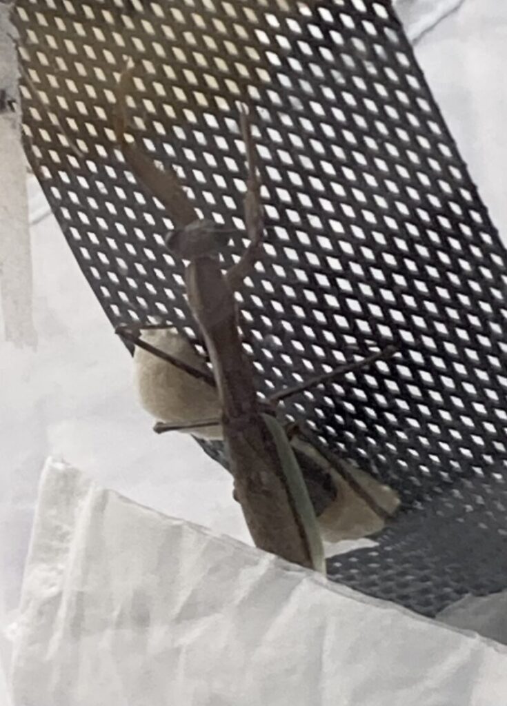 オオカマキリの産卵(4回目)