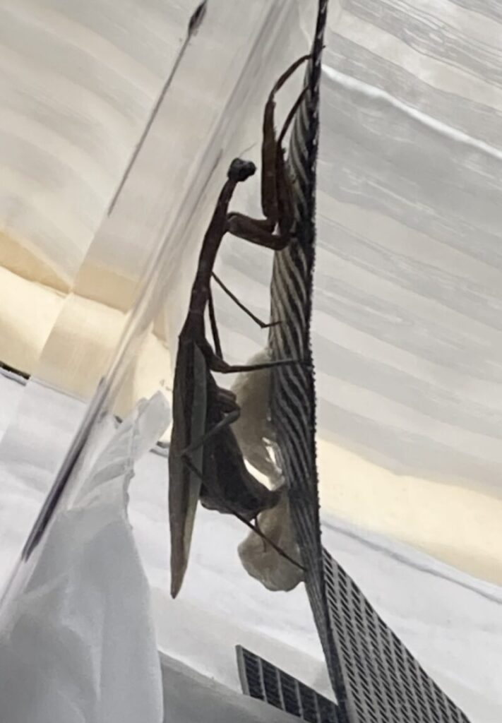 オオカマキリの産卵(4回目)