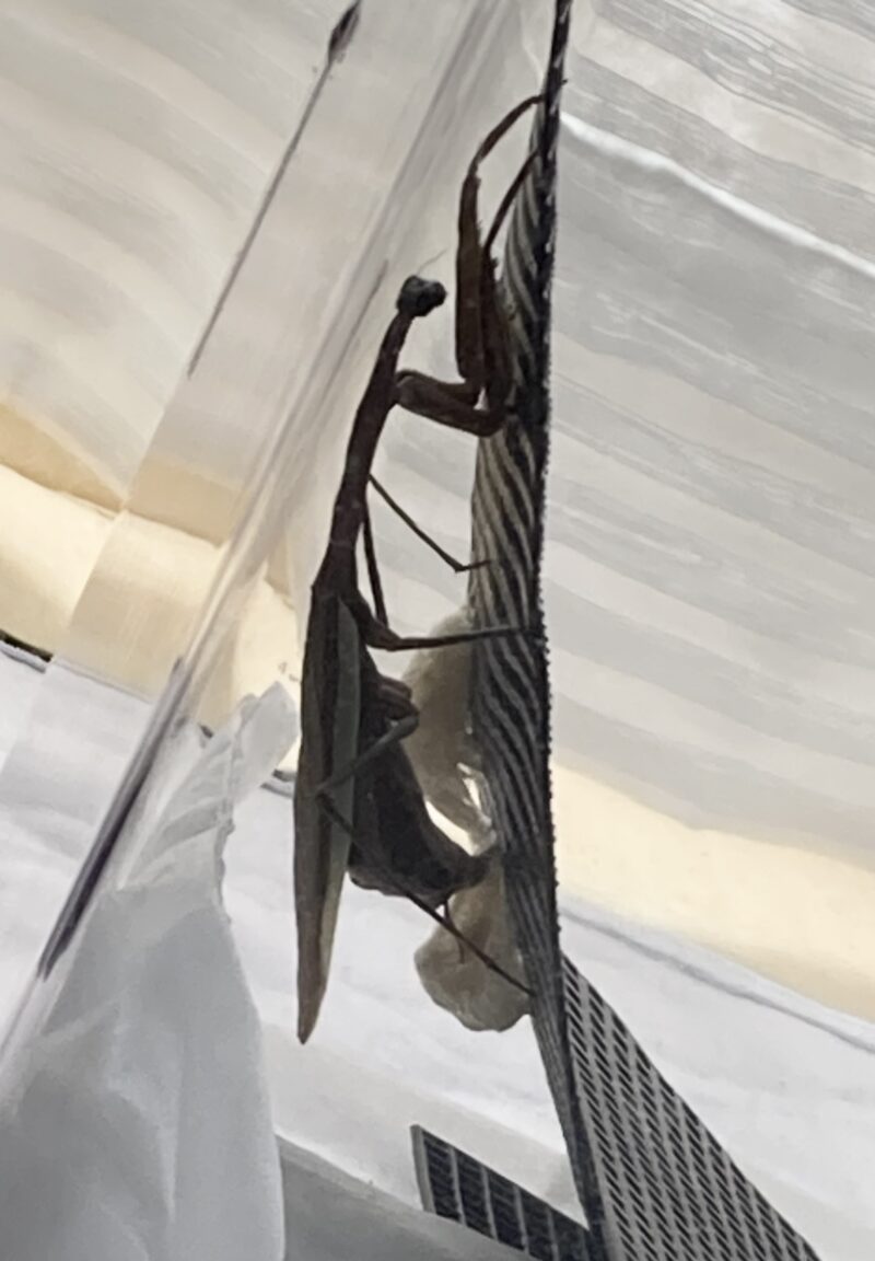 オオカマキリの産卵(4回目)