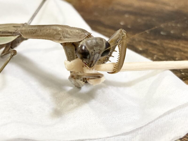産卵後食事中のオオカマキリ