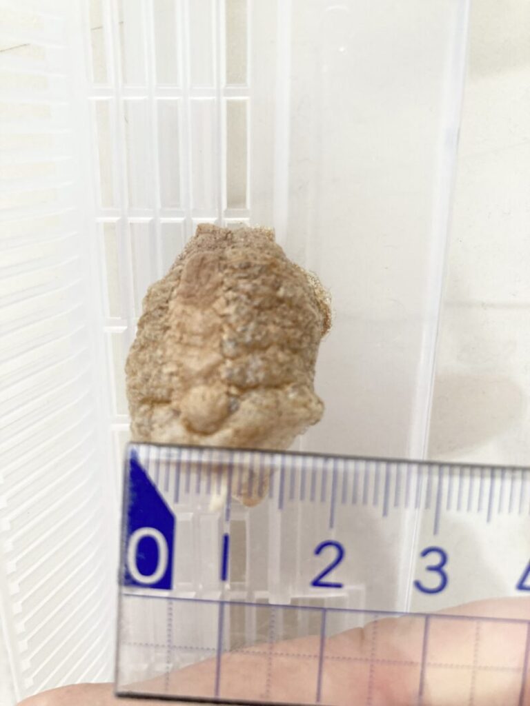 オオカマキリの卵胞(2回目)