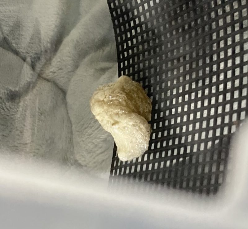 オオカマキリの卵胞(3回目)