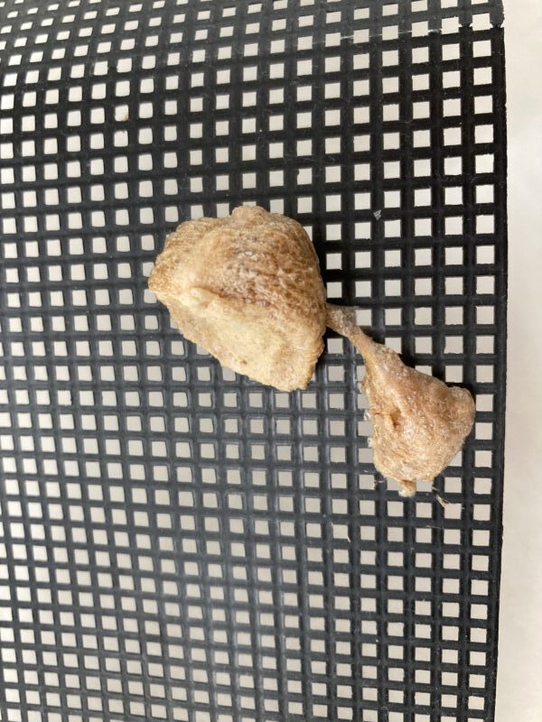 オオカマキリの卵胞(4回目)